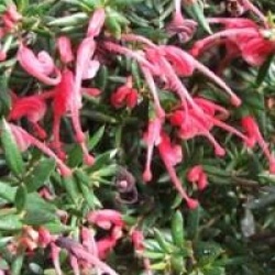 Grevillea 'Poorinda Rondeau'