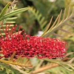 Grevillea hookeriana 'Robin Hood'