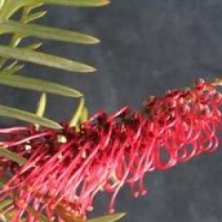Grevillea hookeriana 'Robin Hood'