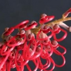Grevillea hookeriana 'Robin Hood' - Grevillea Robin Hood