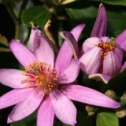 Grewia robusta  - Grewia robusta