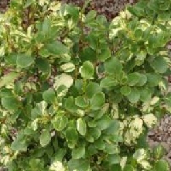 Griselinia littoralis 'Variegata'