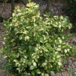 Griselinia littoralis 'Variegata'