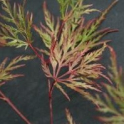 Acer palmatum var. dissectum 'Emerald Lace'