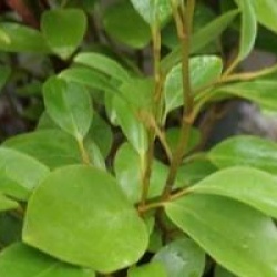 Griselinia littoralis 