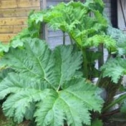 Gunnera manicata - Gunn�re du Br�sil
