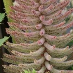Gunnera manicata