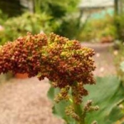 Gunnera perpensa