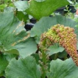Gunnera perpensa - Gunnera perpensa