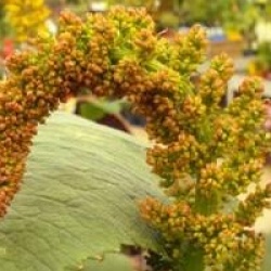 Gunnera perpensa