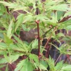 Acer palmatum 'Hagoromo'