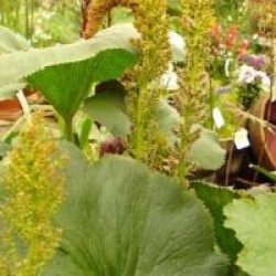 Gunnera perpensa