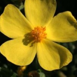 Halimium commutatum - Halimium commutatum