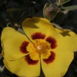 Halimium lasianthum  - Halinium lasianthum