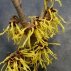 Hamamelis � fleurs jaunes
