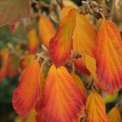 Hamamelis x intermedia 'Arnold Promise'