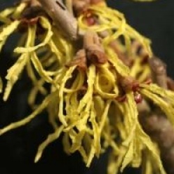 Hamamelis x intermedia 'Arnold Promise'