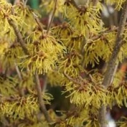 Hamamelis x intermedia 'Arnold Promise'