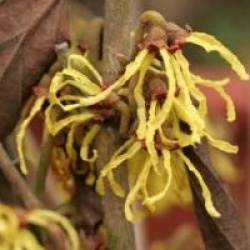 Hamamelis x intermedia 'Arnold Promise'