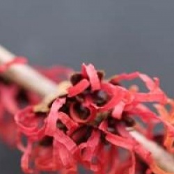 Hamamelis x intermedia 'Diane'