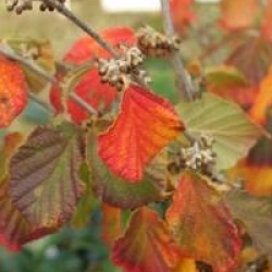 Hamamelis x intermedia 'Diane'