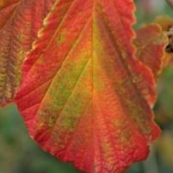 Hamamelis x intermedia 'Diane'