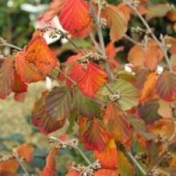 Hamamelis x intermedia 'Diane'