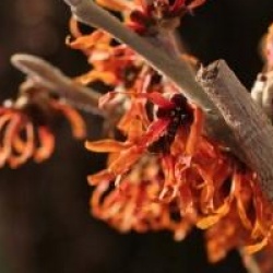 Hamamelis x intermedia 'Diane' - Hamamelis � fleurs rouges