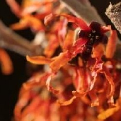 Hamamelis x intermedia 'Diane'