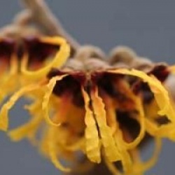 Hamamellis orange beauty