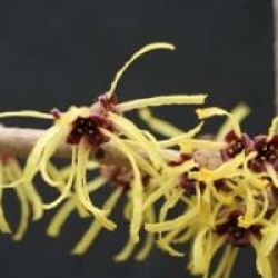 Hamamelis x intermedia 'Pallida' - Hamamelis � fleurs jaunes
