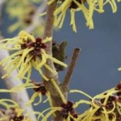 Hamamelis x intermedia 'Pallida'