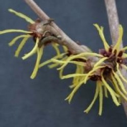 Hamamelis x intermedia 'Pallida'