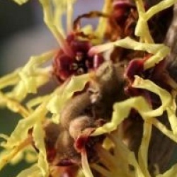 Hamamelis x intermedia 'Pallida'