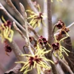Hamamelis x intermedia 'Pallida'