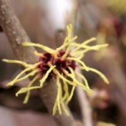 Hamamelis x intermedia 'Pallida'