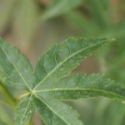 Acer palmatum 'Kashima'