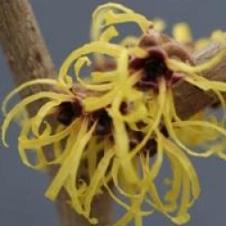Hamamelis perfume