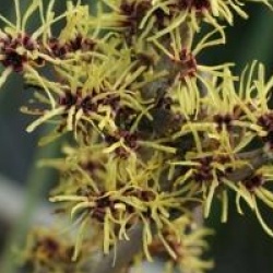 Hamamelis x intermedia 'Perfume'