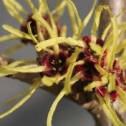 Hamamelis x intermedia 'Perfume'