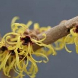 Hamamelis x intermedia 'Perfume'