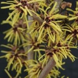 Hamamelis x intermedia 'Perfume'