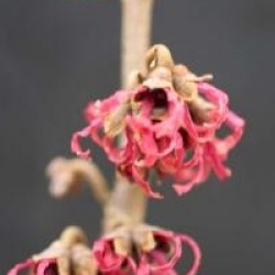 Hamamelis x intermedia 'Ruby Glow' - Hamamelis � fleurs rouges