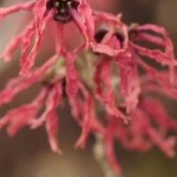 Hamamelis x intermedia 'Ruby Glow'
