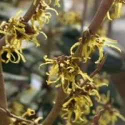 Hamamellis japonica 'Zuccariniana' - Hamamellis zuccariniana