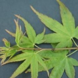 Acer palmatum 'Kashima' - �rable du Japon Kashima