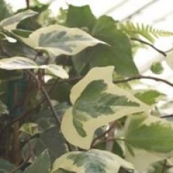 Hedera algeriensis 'Gloire de Marengo'