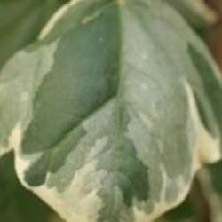 Hedera algeriensis 'Gloire de Marengo'