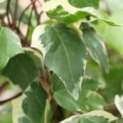 Hedera algeriensis 'Gloire de Marengo'