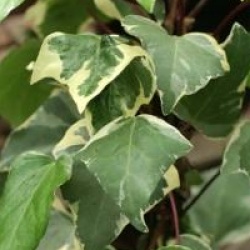 Hedera algeriensis 'Gloire de Marengo'